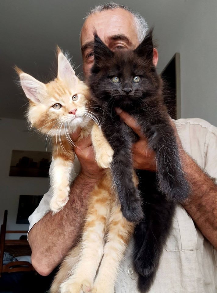 A man holding red and black Maine Coon kittens