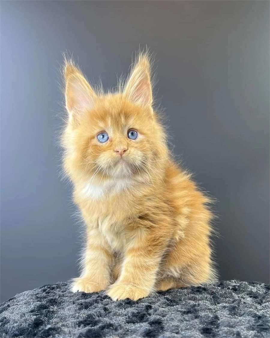 Red Maine Coon kitten