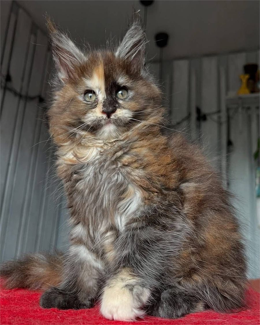 Tortoiseshell Maine Coon kitten
