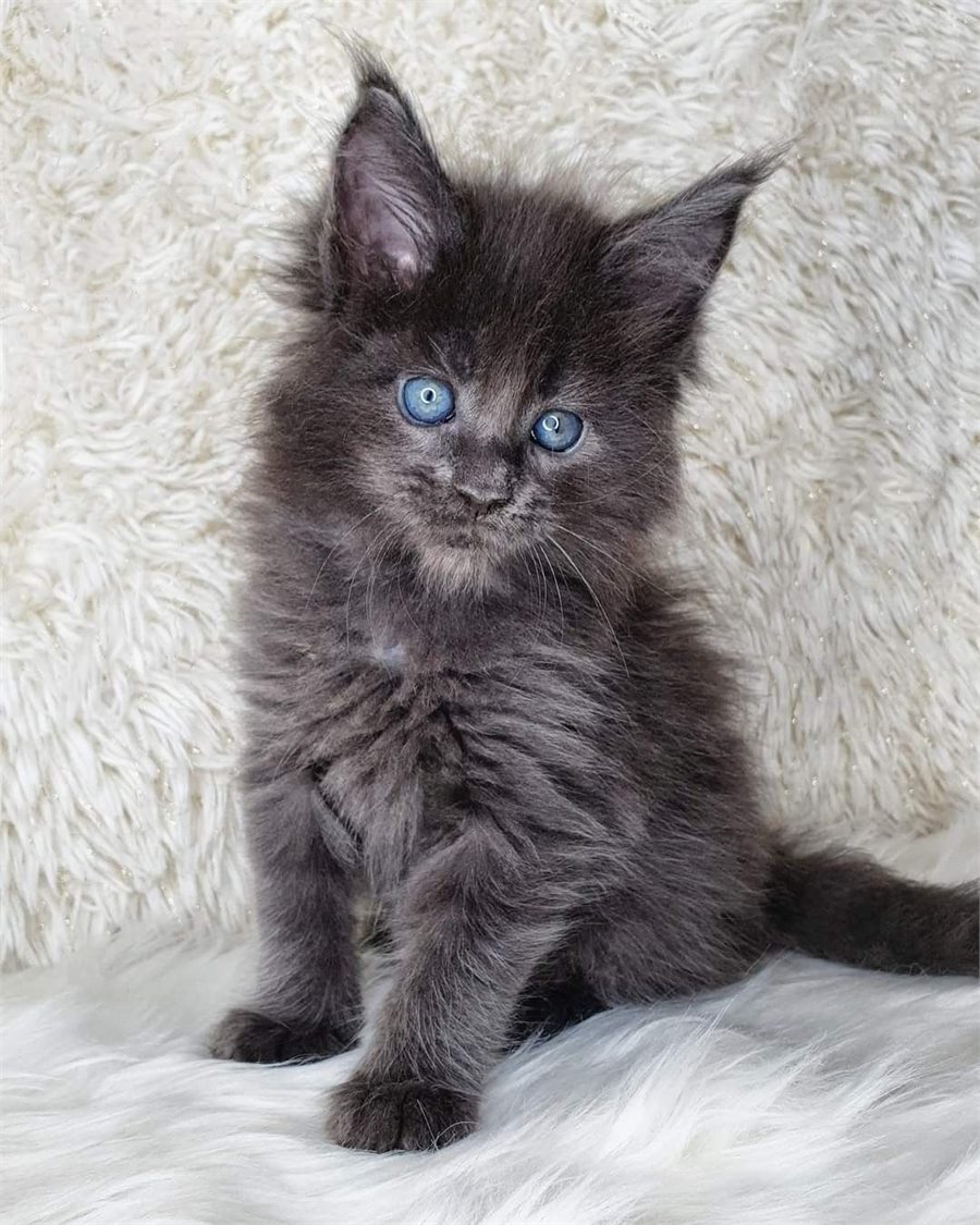 Black smoke Maine Coon kitten