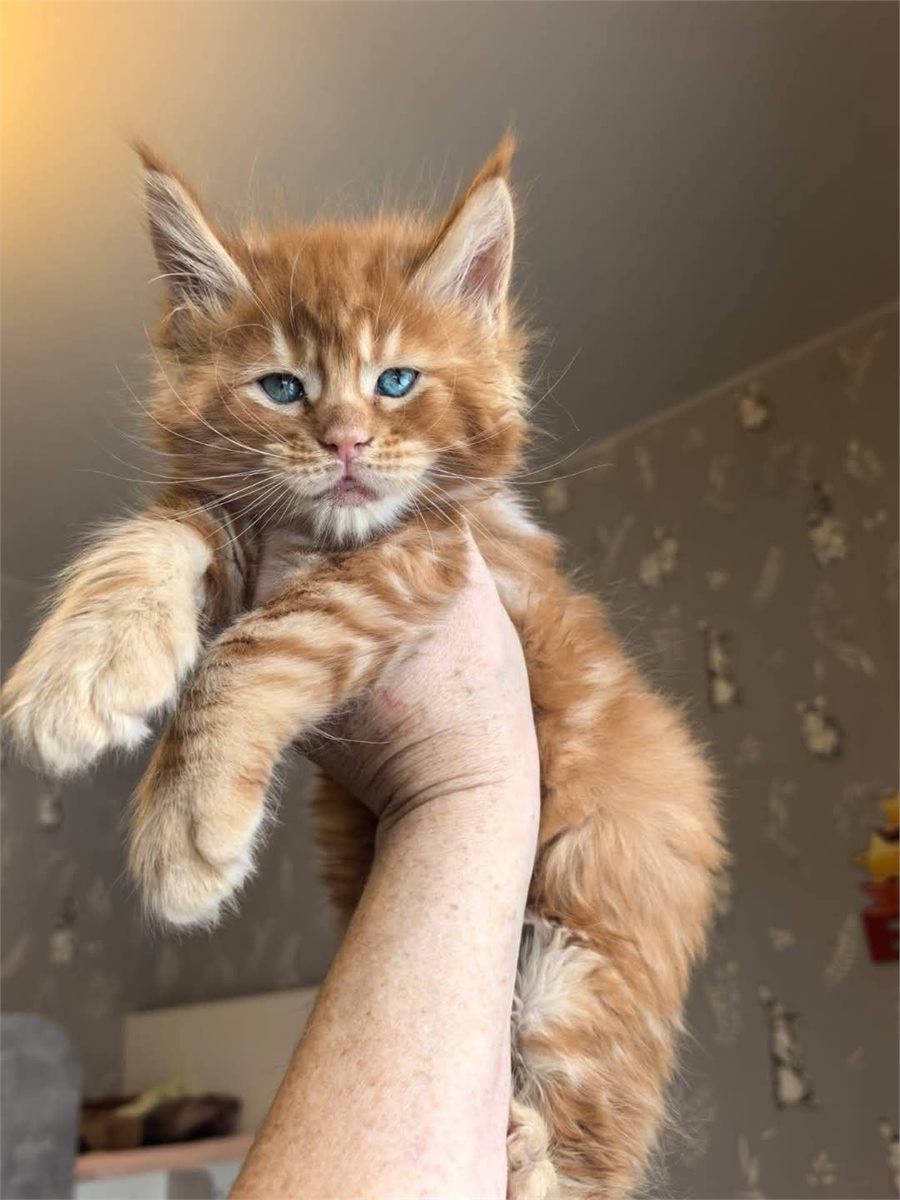 Red Maine Coon kitten being held for a growth photo