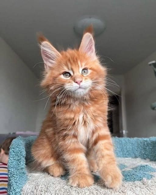 Red Maine Coon kitten sitting on a blanket