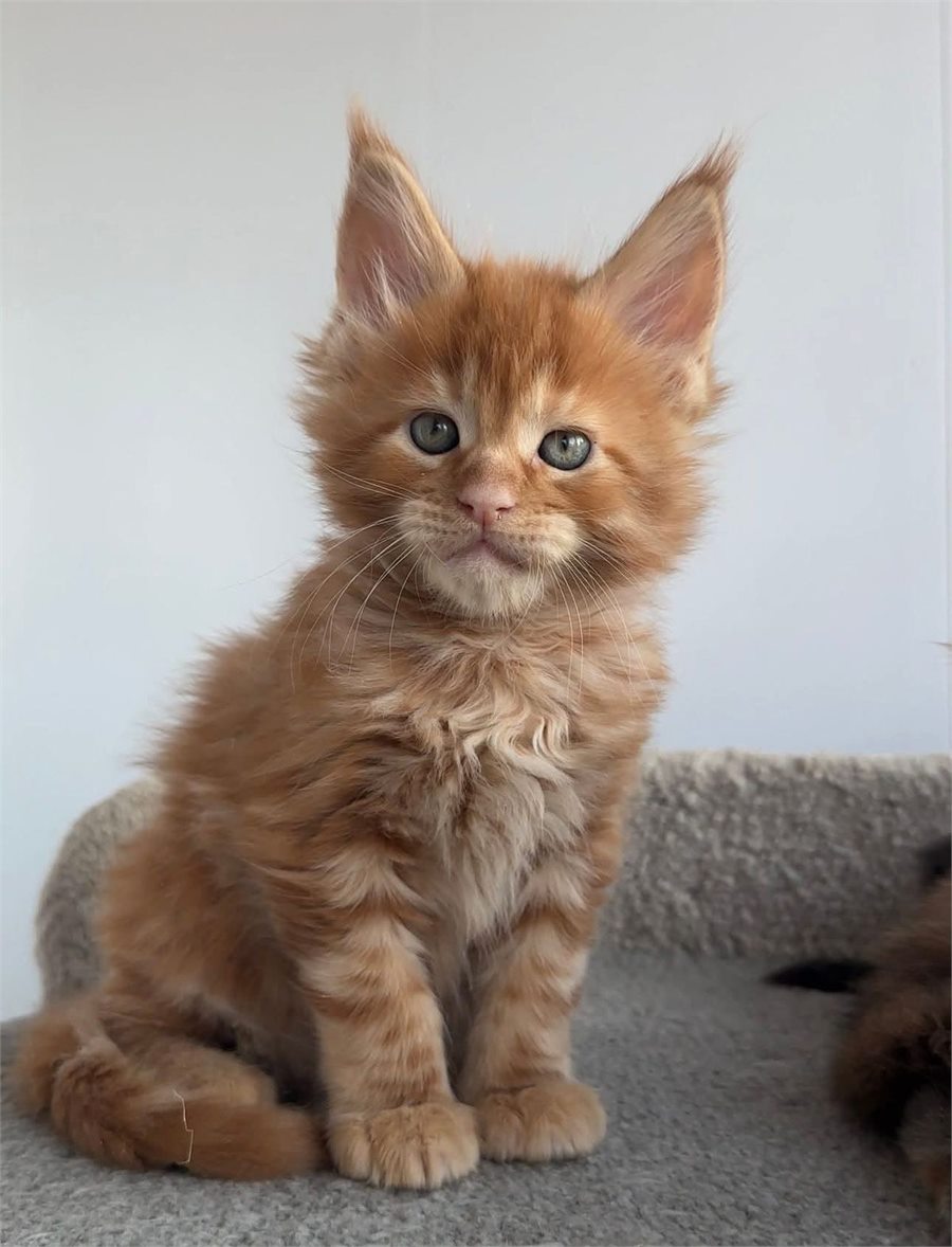Red Maine Coon kitten portrait