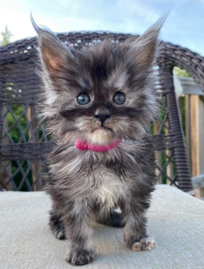 Young smoke Maine Coon kitten wearing a pink collar
