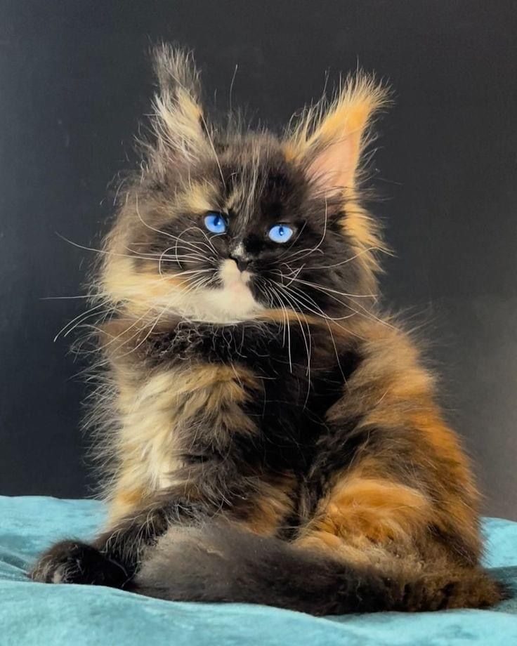 Tortoiseshell Maine Coon kitten with bright blue eyes