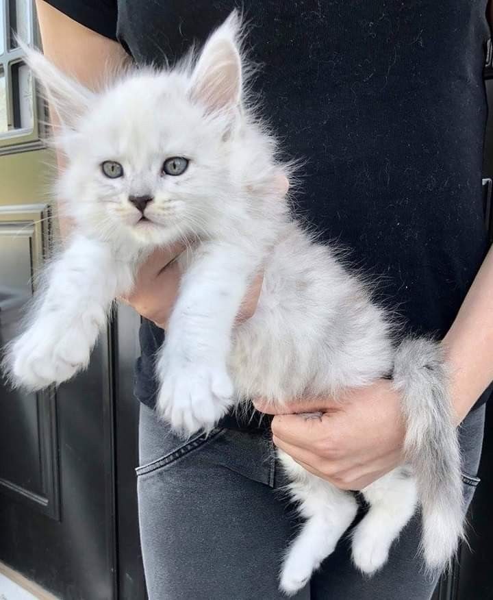 White Maine Coon kitten being held carefully