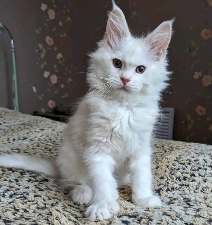 White Maine Coon kitten at home
