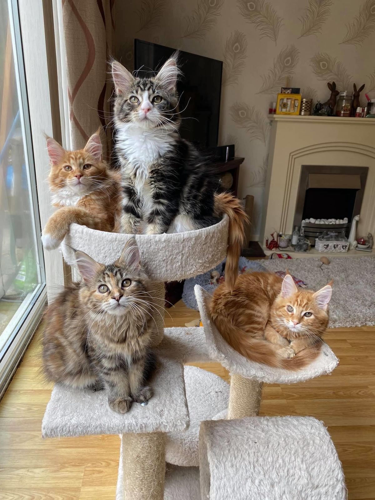 Four Maine Coon kittens relaxing on a cat tree at home