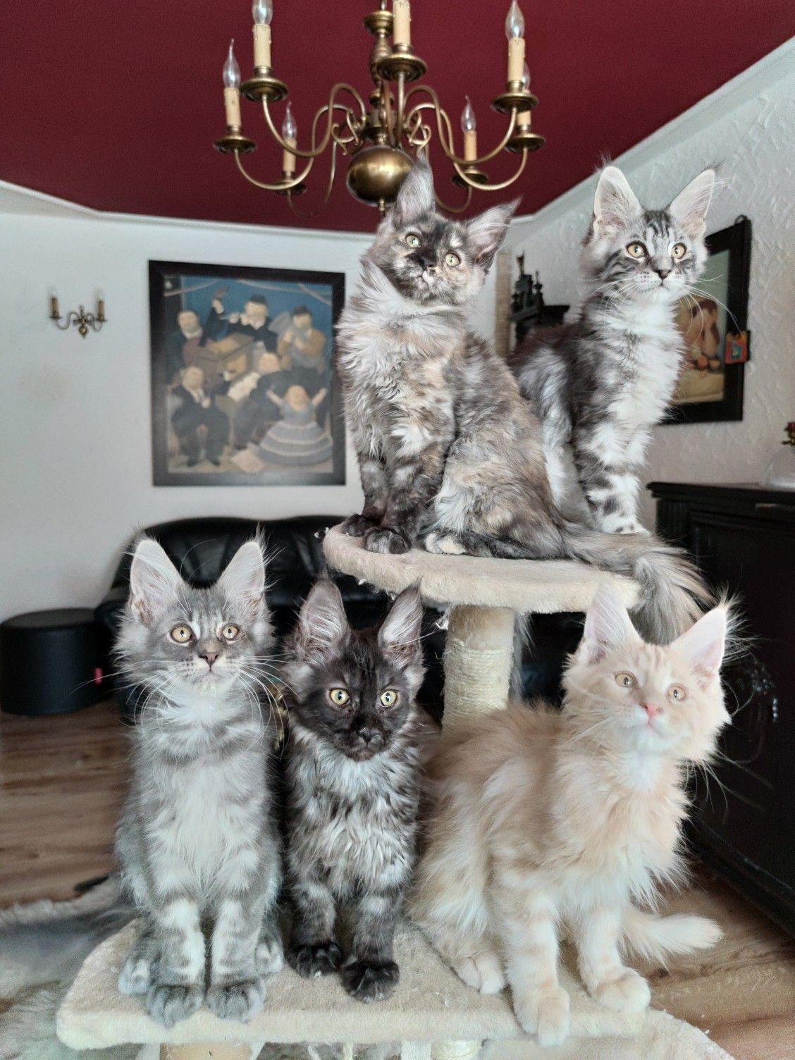 Five Maine Coon kittens gathered on a cat tree