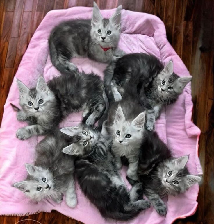 Grey Maine Coon kittens together on a soft pink bed