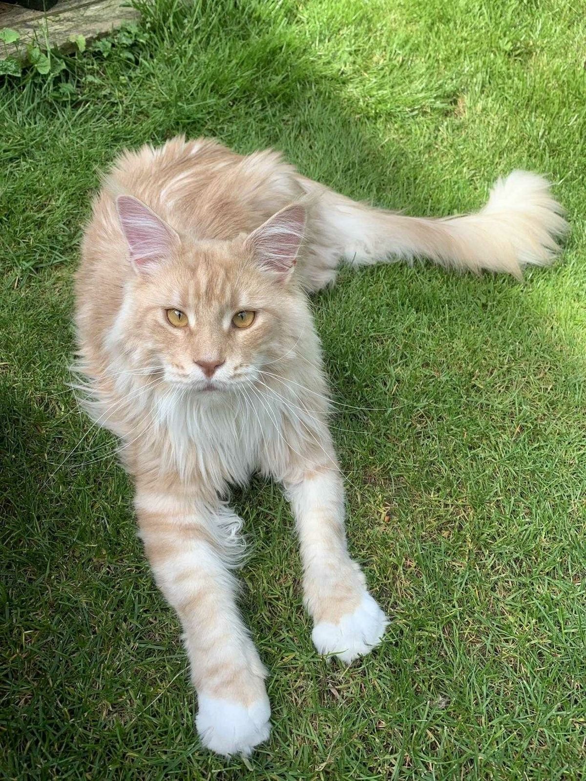 Red silver adult Maine Coon outdoors