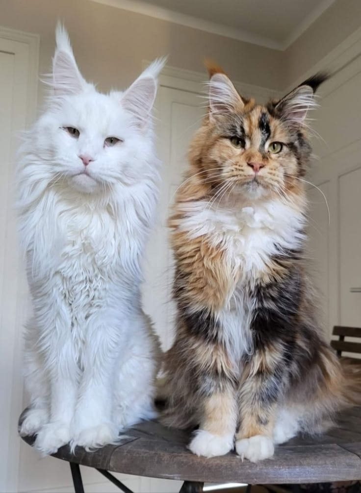 Two adult Maine Coon cats sitting together