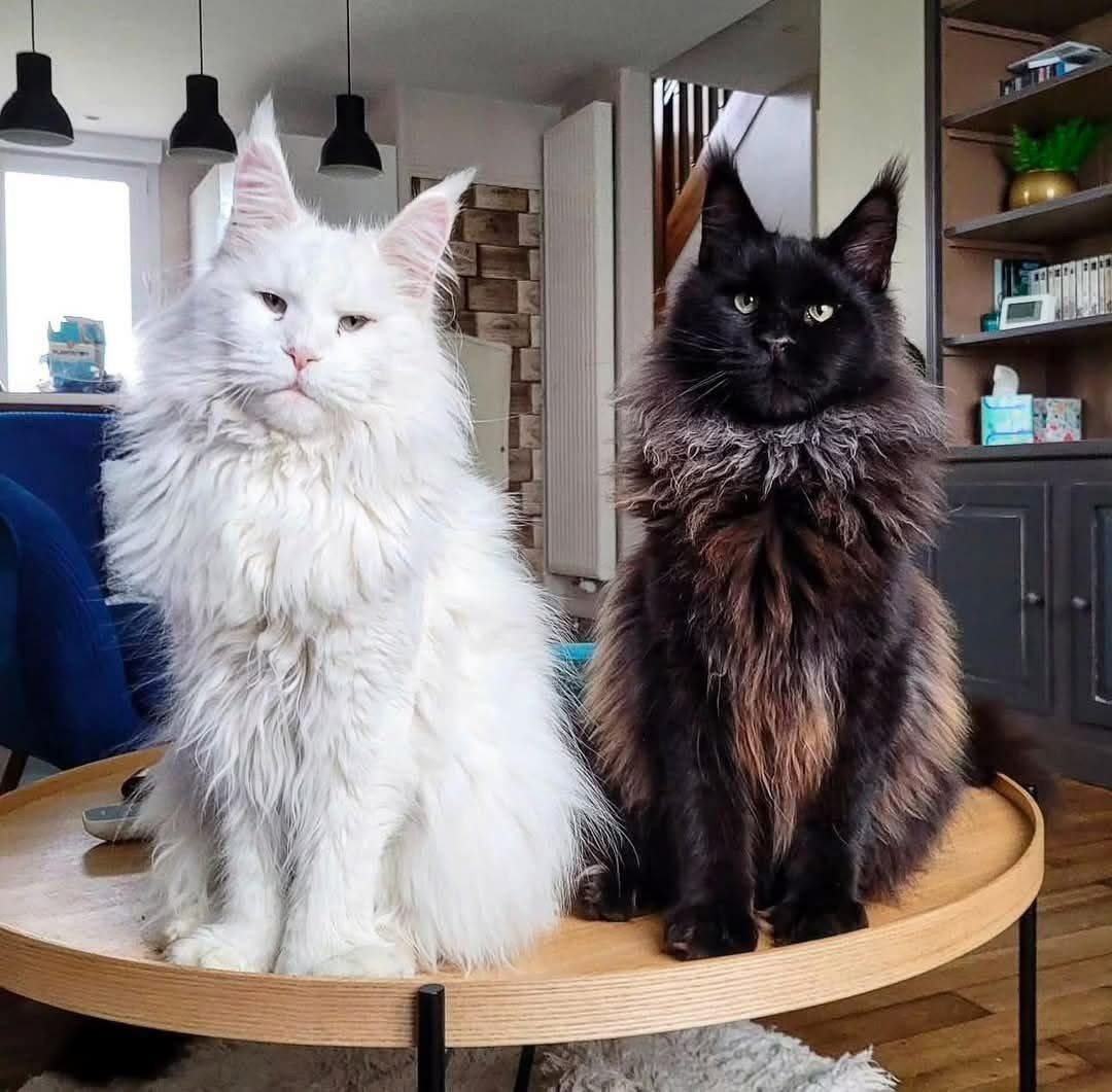 Two adult Maine Coon cats raised in a home environment